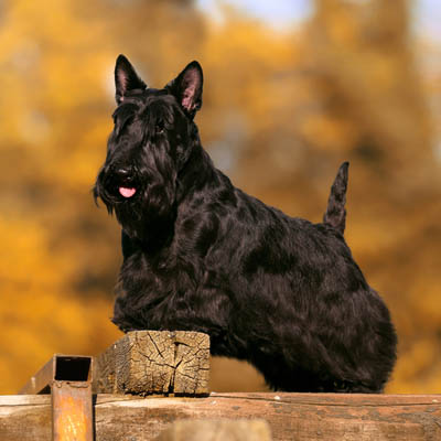 Scottish Terrier Feeding Guide