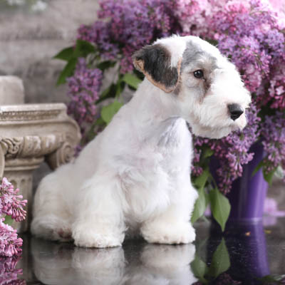 Average price of sales a sealyham terrier