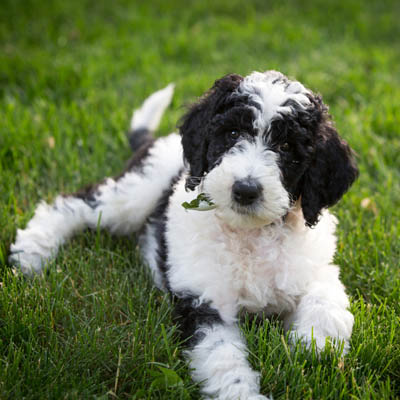 Sheepadoodle Feeding Guide