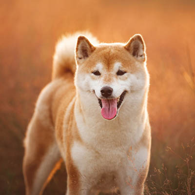 Shiba Inu Feeding Guide