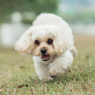 Shih-Poo Feeding Guide