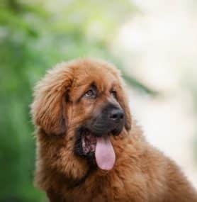 Dog Constipation and What to Feed