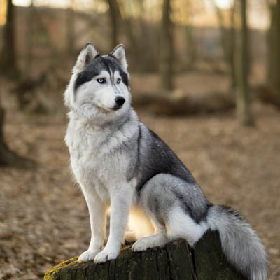 Siberian Husky Feeding Guide