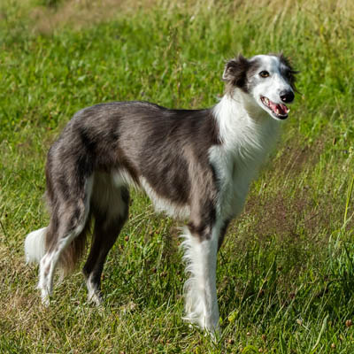 Silken Windhound Feeding Guide