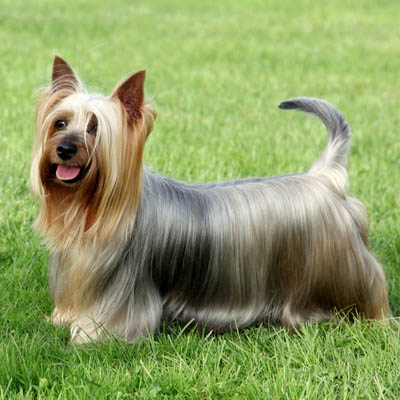 Silky Terrier Feeding Guide