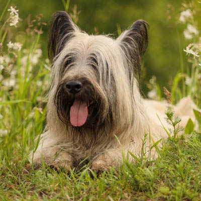 Skye Terrier Feeding Guide