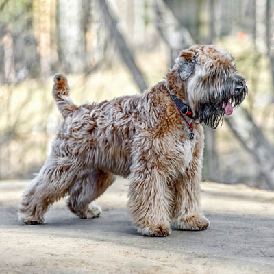 Soft Coated Wheaten Terrier Feeding Guide