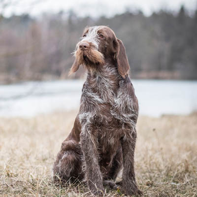 Spinone Italiano Feeding Guide