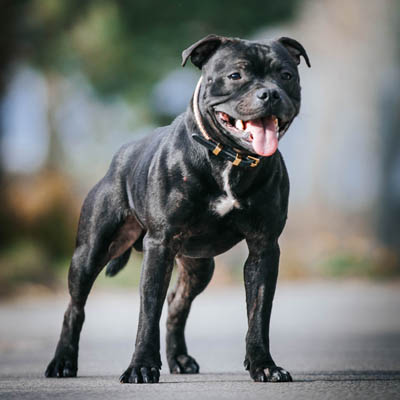 Staffordshire Bull Terrier Feeding Guide