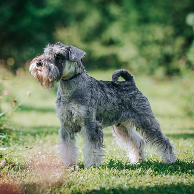 Standard Schnauzer Feeding Guide