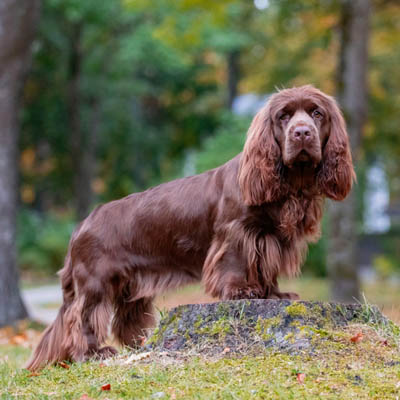 Sussex Spaniel Feeding Guide