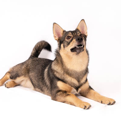 Swedish Vallhund Feeding Guide