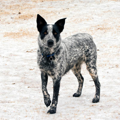 Texas Heeler Feeding Guide