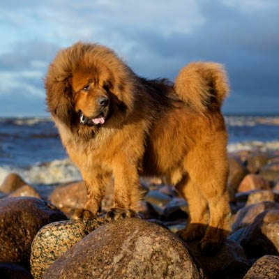 Tibetan Mastiff Feeding Guide