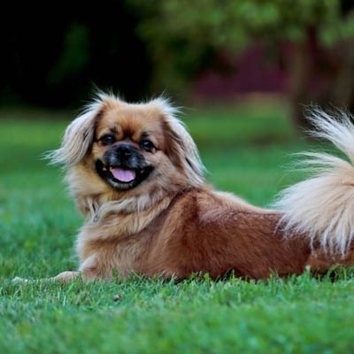 Tibetan Spaniel Feeding Guide