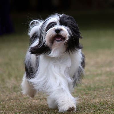 Tibetan Terrier Feeding Guide