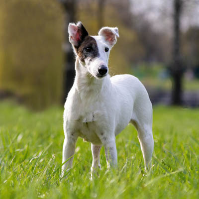 Toy Fox Terrier Feeding Guide