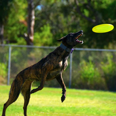 Treeing Tennessee Brindle Feeding Guide