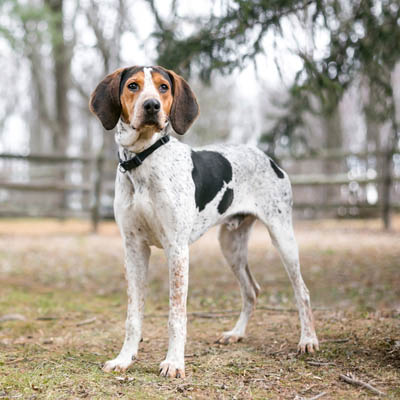 Treeing Walker Coonhound Feeding Guide