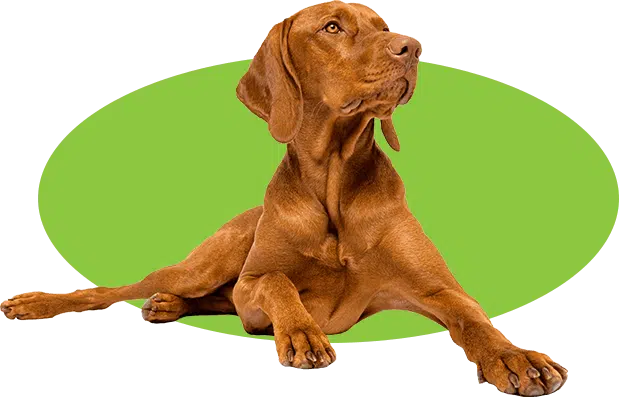 Raw Feeding Benefits<span>We believe every dog has the right to experience the raw food effect</span>