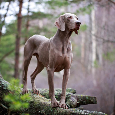 Weimaraner Feeding Guide