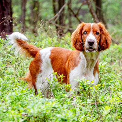 Welsh Springer Spaniel Feeding Guide