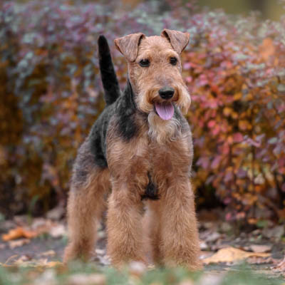 Welsh Terrier Feeding Guide