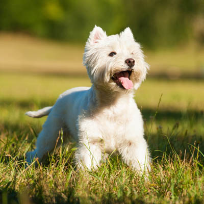 West Highland White Terrier Feeding Guide