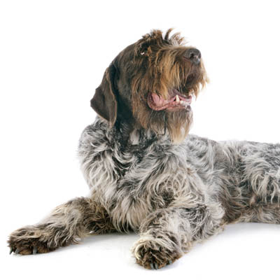 Wirehaired Pointing Griffon Feeding Guide