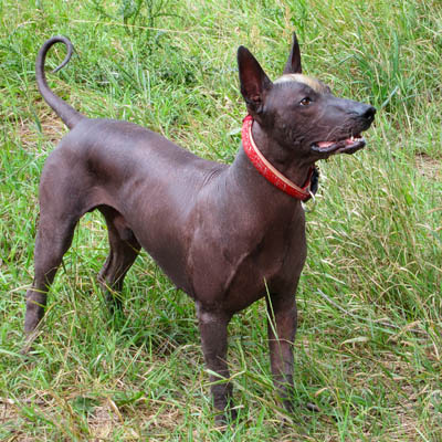 Xoloitzcuintli Feeding Guide