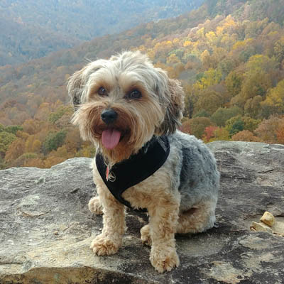 Yorkipoo Feeding Guide