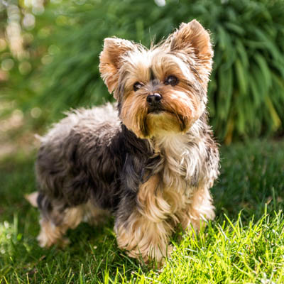 Yorkshire Terrier Feeding Guide