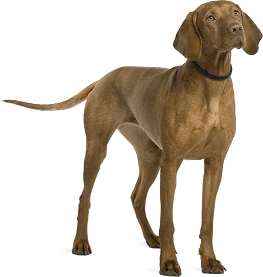 Viszla puppy