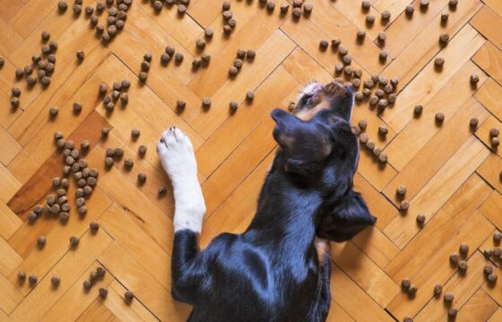 What Is Kibble Dog Food?