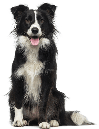 Young Collie