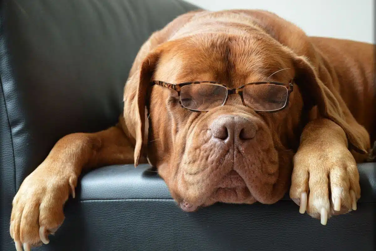 Are Dog Supplements Necessary? Studies Say Yes!