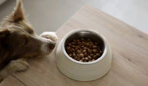 The Kibble Vs Raw Dog Food No-Nonsense Guide