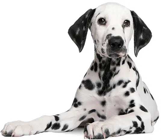 Dalmatian puppy