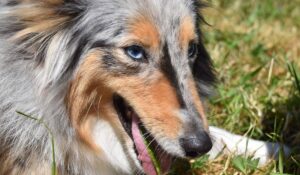 How to Feed Raw Dog Food | When & How Often to Feed