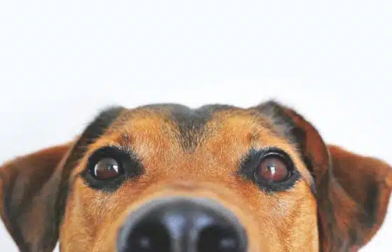 Is Raw Dog Food Safe? The Answer is Yes!