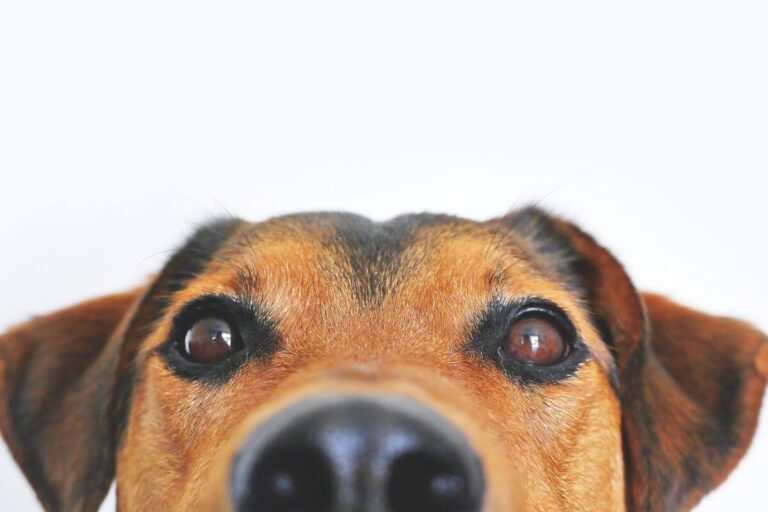 is raw dog food safe featured image (1) dog looking at camera with nose on the lense