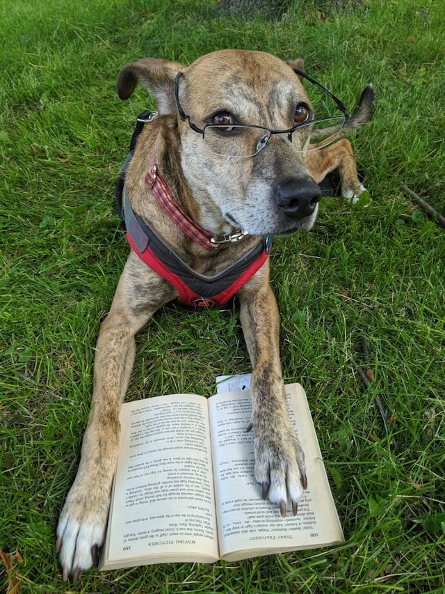 Dog with spectacles on leaning on a book
