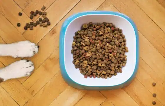 Raw vs Kibble Dog Food