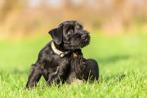 small dog scratching