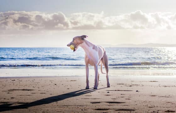 Do Dogs Need Sunscreen