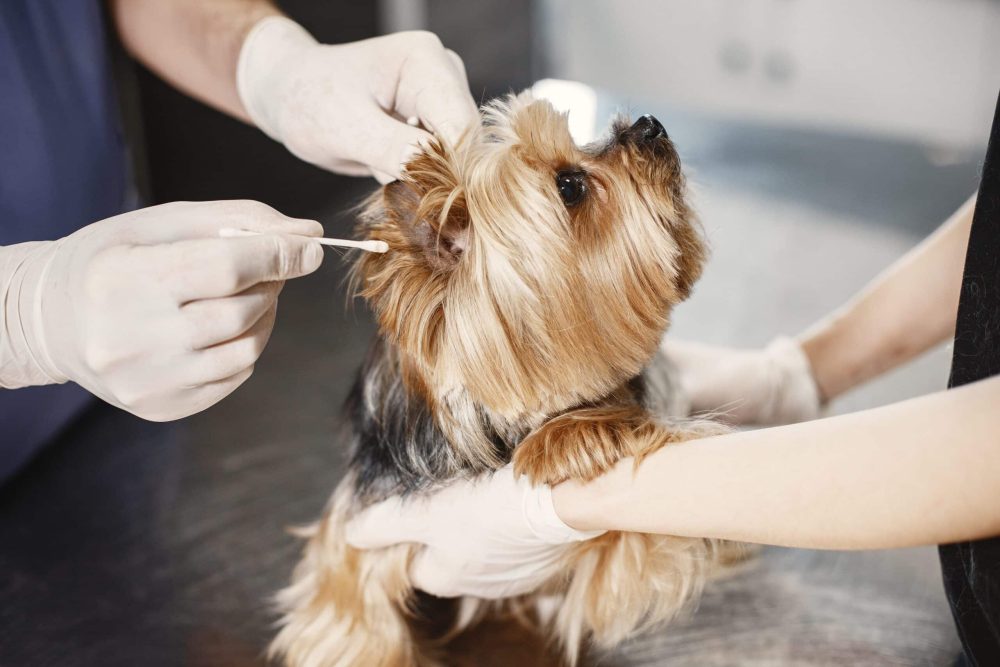 checking for yeast infections in dogs