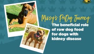 Missy’s ProDog Journey: The beneficial role of raw dog food for dogs with kidney disease