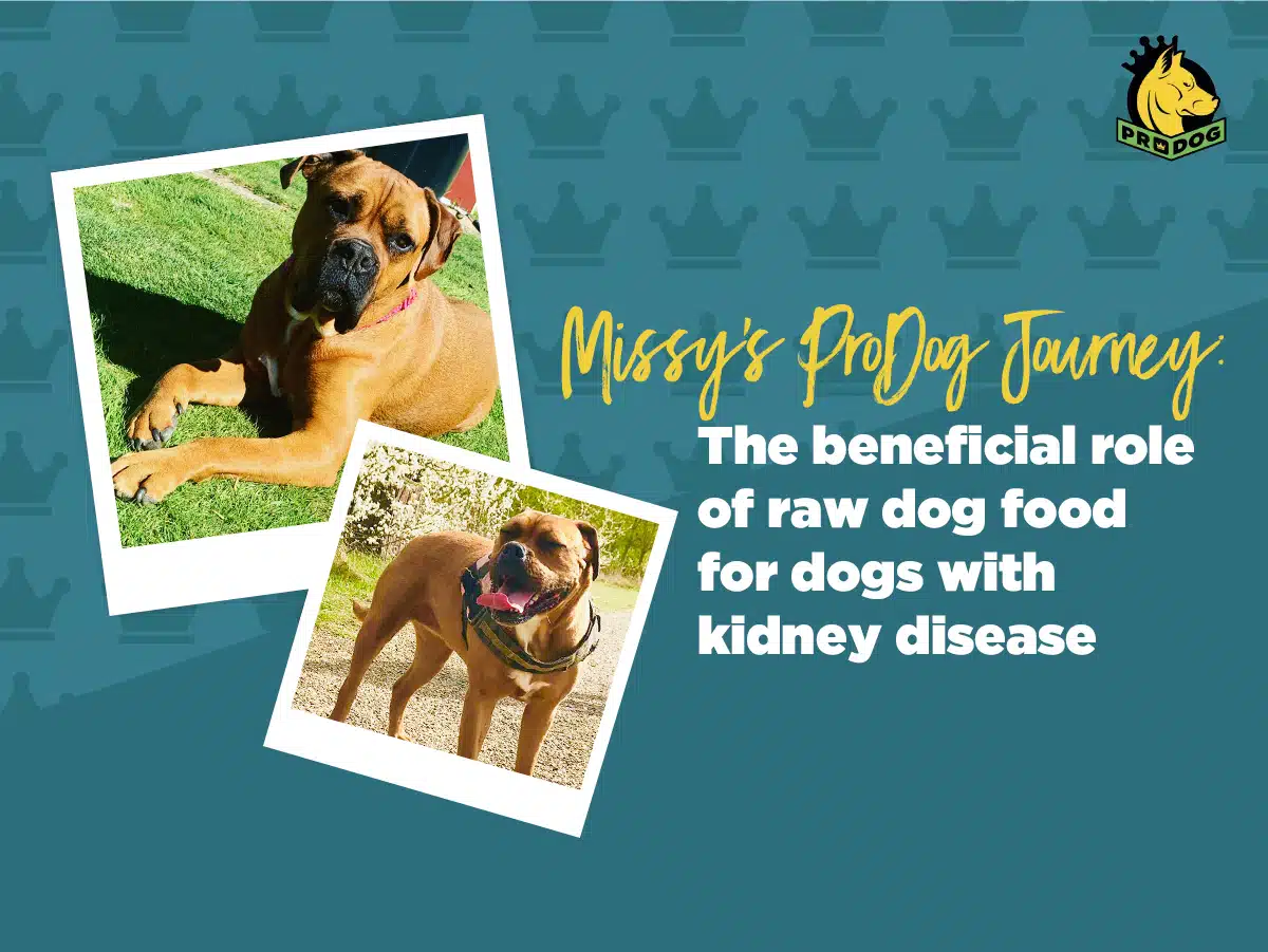Missy’s ProDog Journey: The beneficial role of raw dog food for dogs with kidney disease