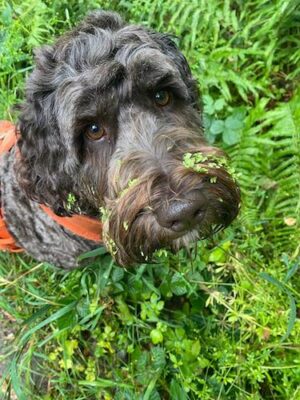 Best Tips For Preventing Dog Grass Seed Consumption photo