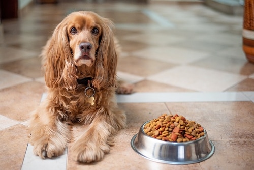 How to Help a Fussy Dog Eat